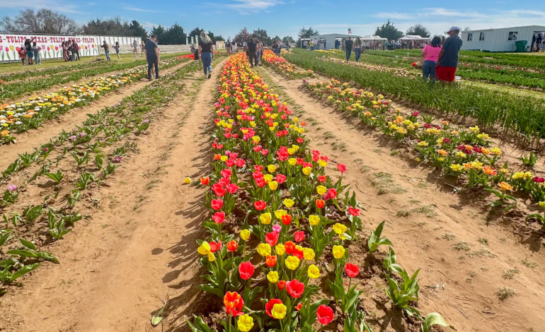 Texas Tulips Farm By Addison Caddell