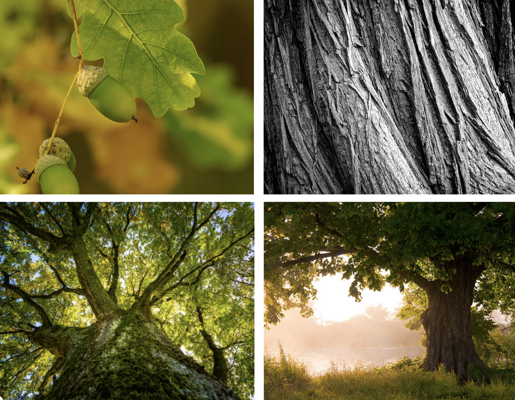 Post Oak: a Valuable Texas Tree by AgriLife’s Mario Villarino