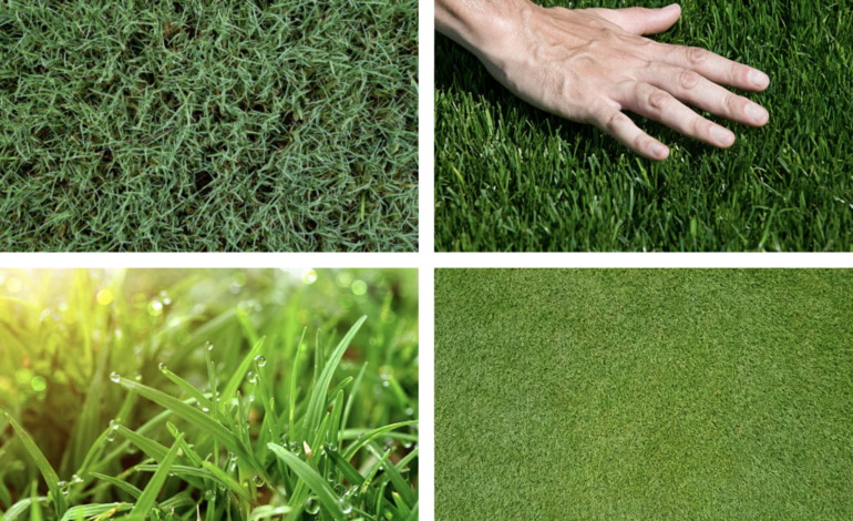 When, where and how to plant bermuda grass by AgriLife’s Mario Villarino