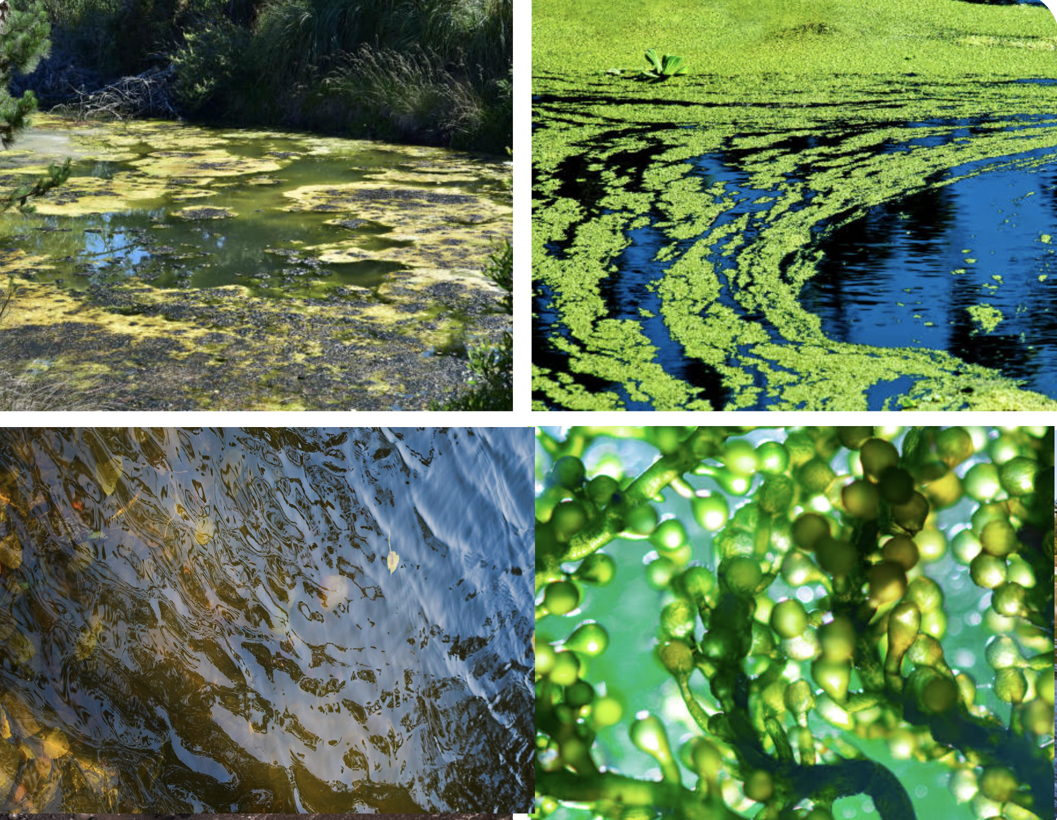 What algae is good algae? By AgriLife’s Mario Villarino