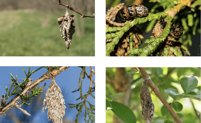 Bagworms and how to eradicate them by AgriLife’s Mario Villarino