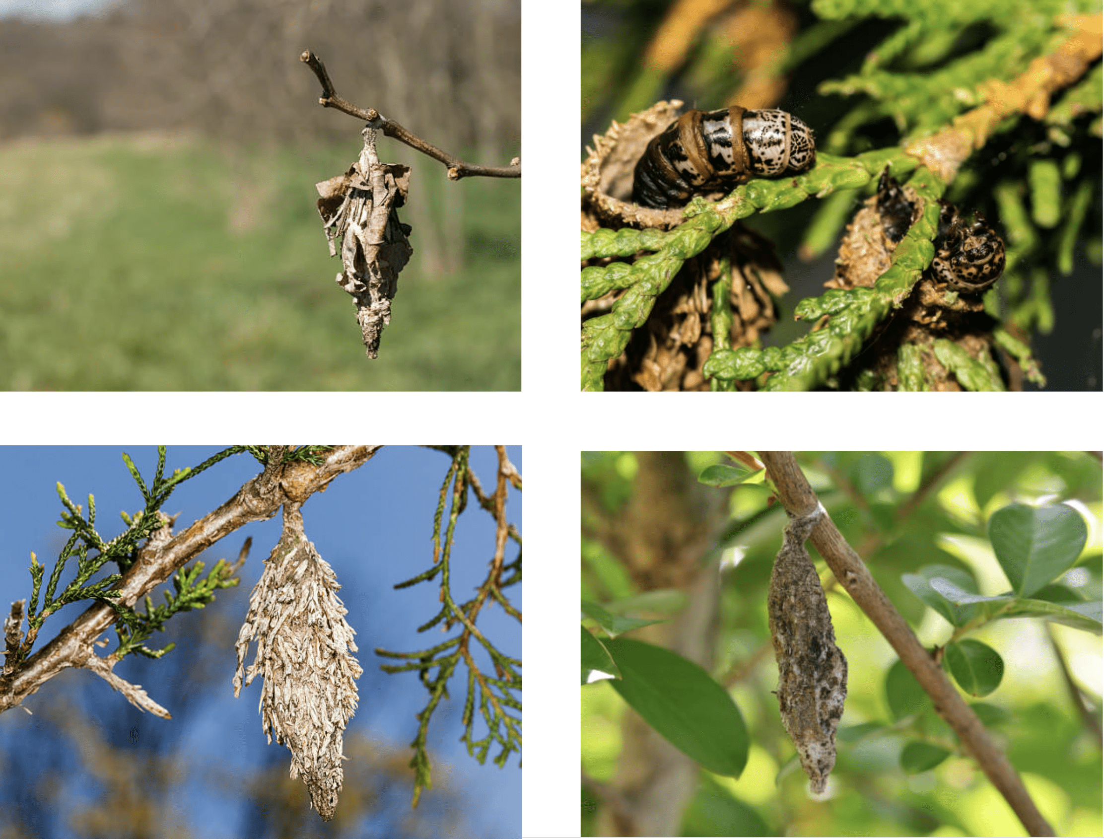 Bagworms and how to eradicate them by AgriLife’s Mario Villarino