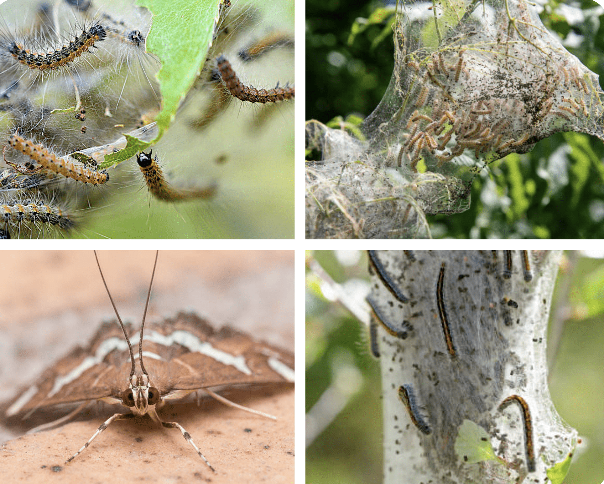 Fall webworms infestations and how to deal with them by AgriLife’s Mario Villarino
