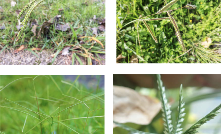 Bahia grass: how to control the aggressive weed by AgriLife’s Mario Villarino
