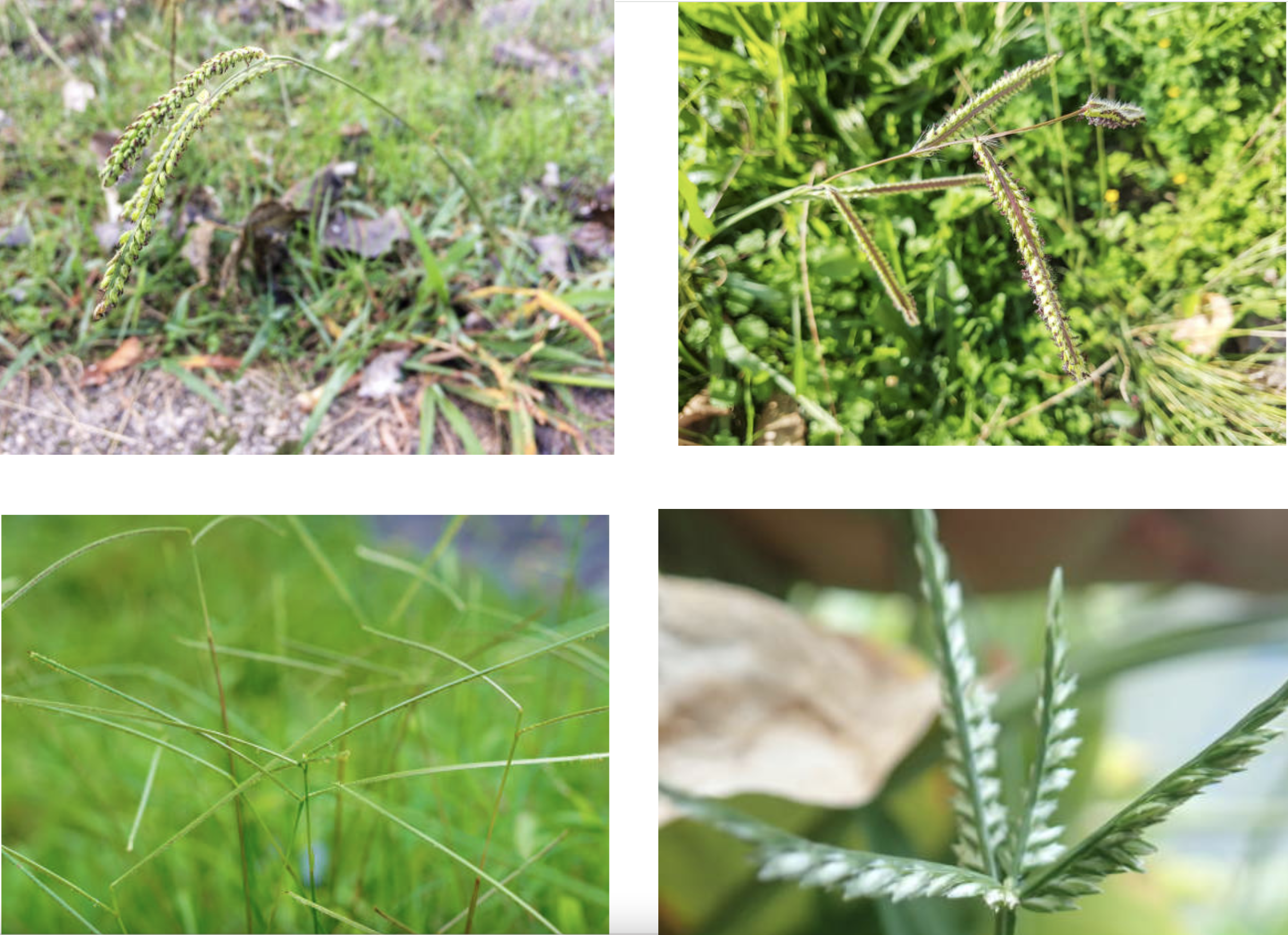 Bahia grass: how to control the aggressive weed by AgriLife’s Mario Villarino