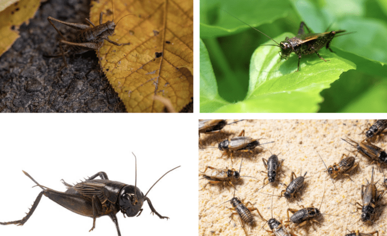 How to protect your garden and home from crickets by AgriLife’s Mario Villarino