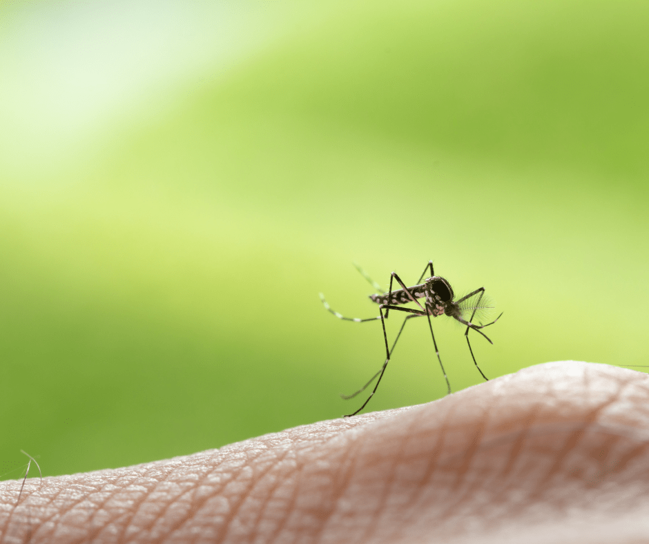 5 Tips On How To Protect Your Home From Mosquitoes By Mario Villarino