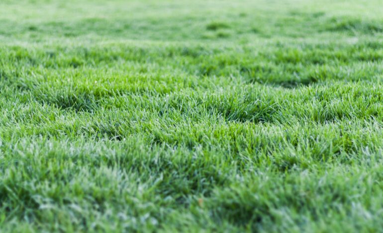 Lawns: which type is best for you? by AgriLife’s Mario Villarino