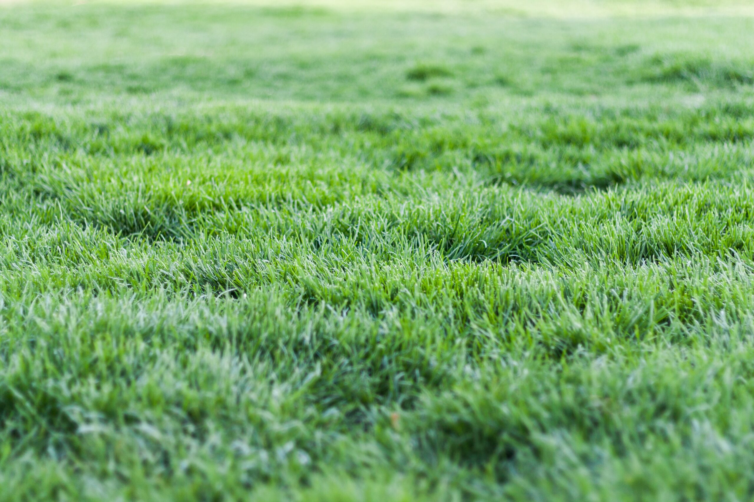Lawns: which type is best for you? by AgriLife’s Mario Villarino