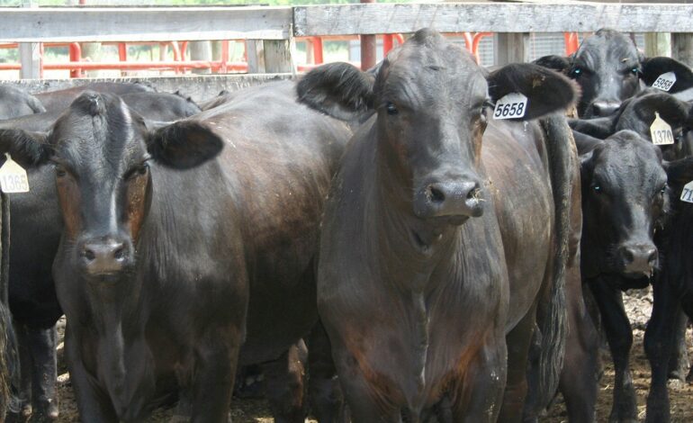 69th annual Texas A&M Beef Cattle Short Course to take place in Bryan-College Station