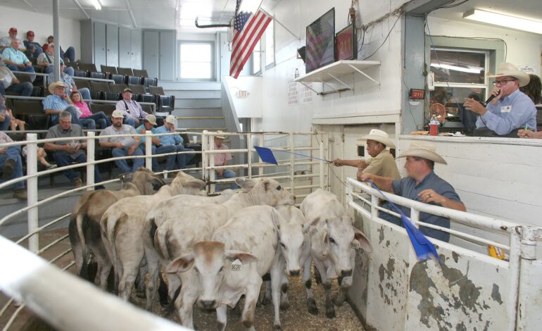 NETBIO Cattle Producers Witness Strong Sales at Recent July 2023 Auction