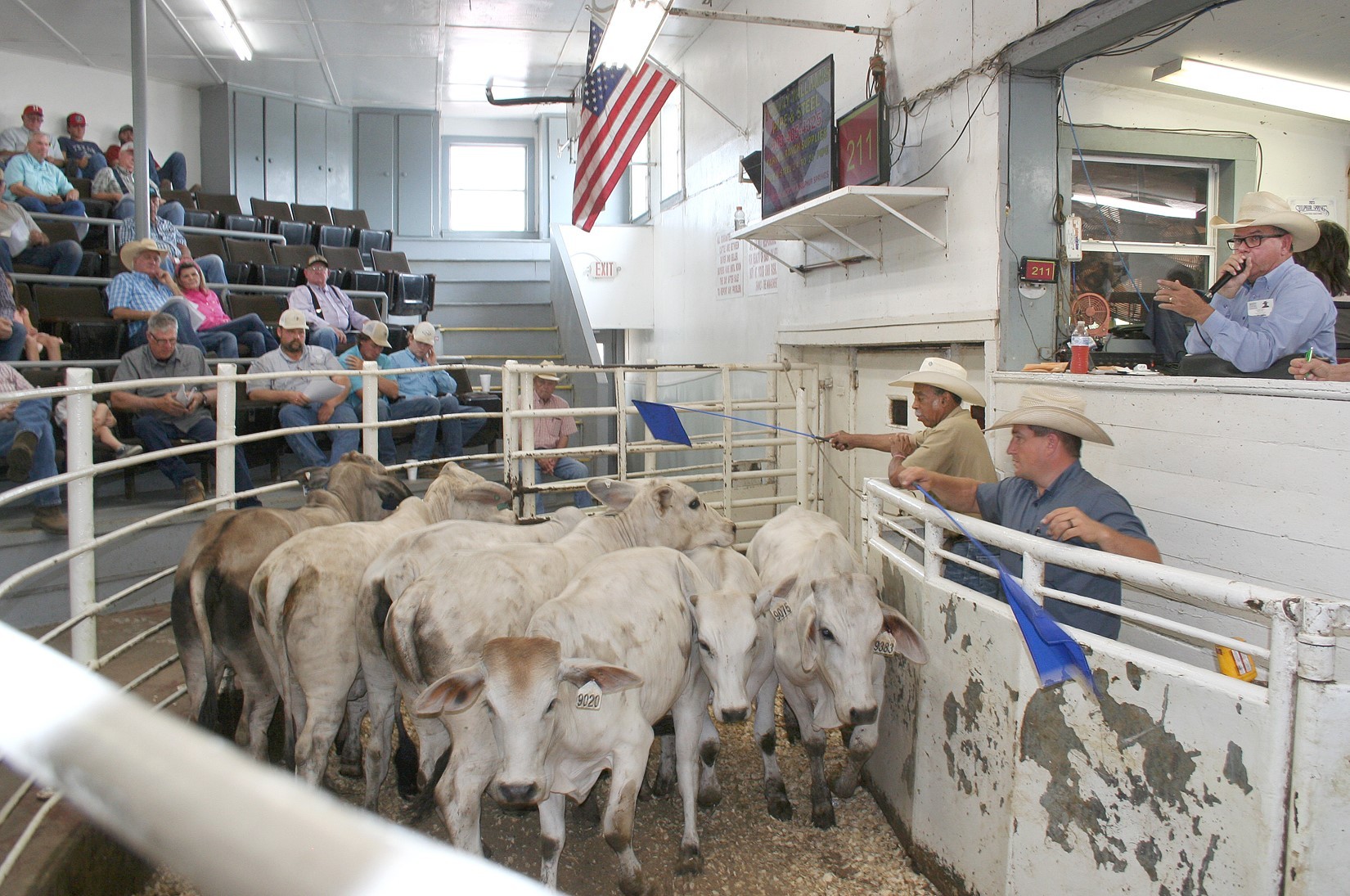 NETBIO Cattle Producers Witness Strong Sales at Recent July 2023 Auction